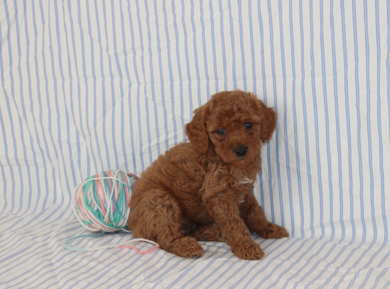 puppy, for, sale, Mini F1B Golden Doodle, Matthew B. Stoltzfus, dog, breeder, Gap, PA, dog-breeder, puppy-for-sale, forsale, nearby, find, puppyfind, locator, puppylocator, aca